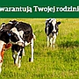 Polscy lekarze weterynarii dbają o mięso, mleko, miód i jaja, które codziennie kupujesz w sklepie.
